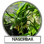 THEMA Naschbar