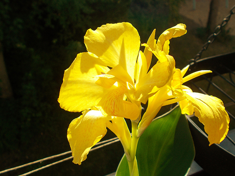 Bluete Canna