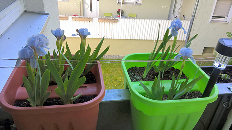 Lilien