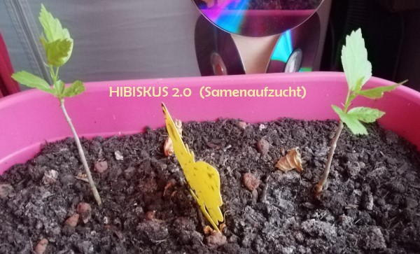 Phase 2