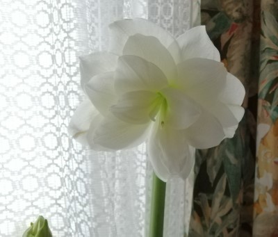 Amaryllis1