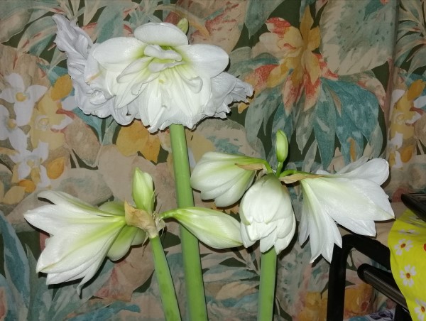 Amaryllis2