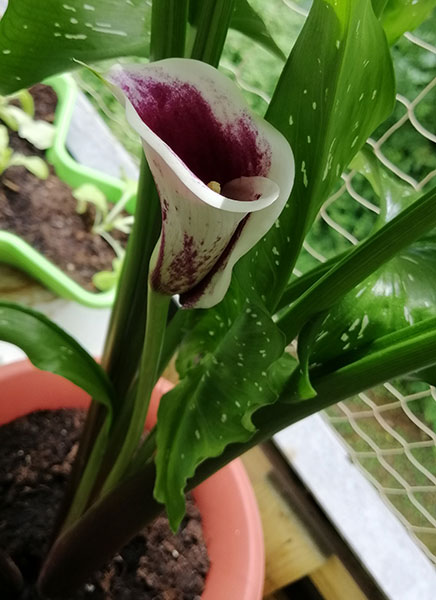 calla5