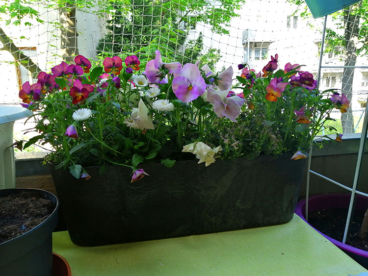 Blumixx Frühling