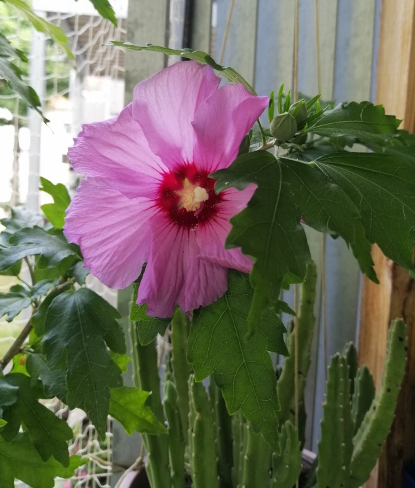 Hibiskus1