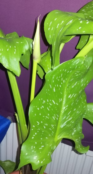 calla1