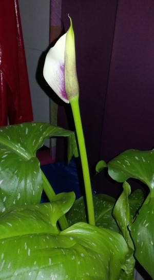 calla2