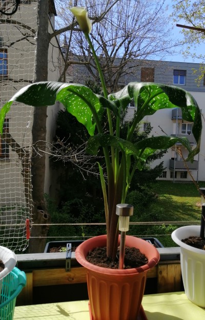 calla3