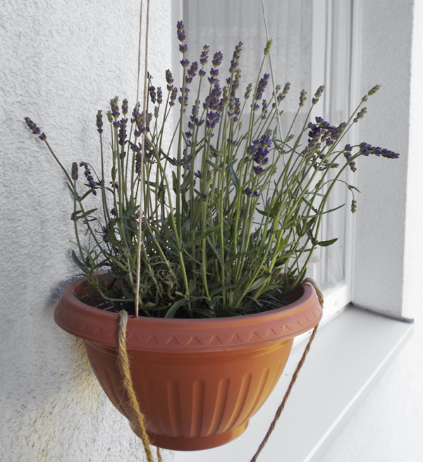 Lavendel