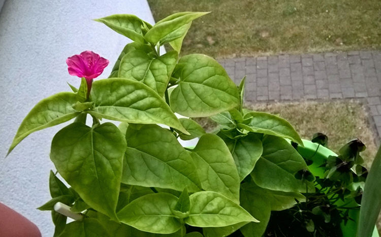 Mirabilis