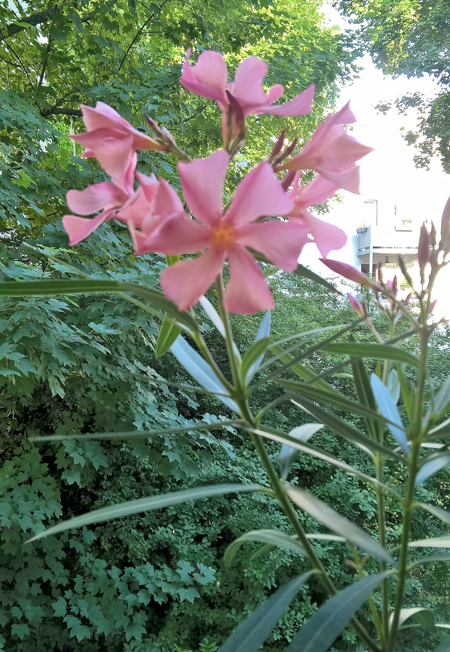 Oleander2