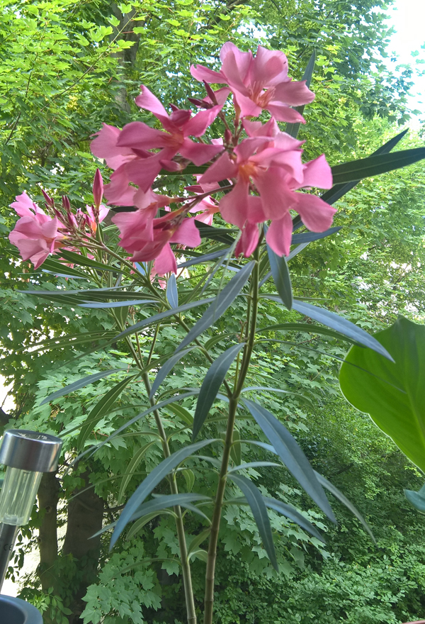 Oleander3