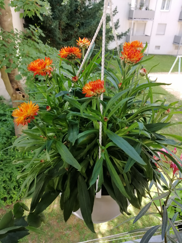 Strohblume