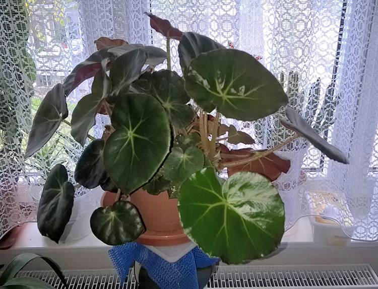 Begonia Marrom groß