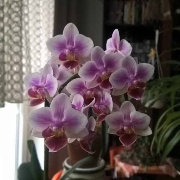 Phaleonopsis