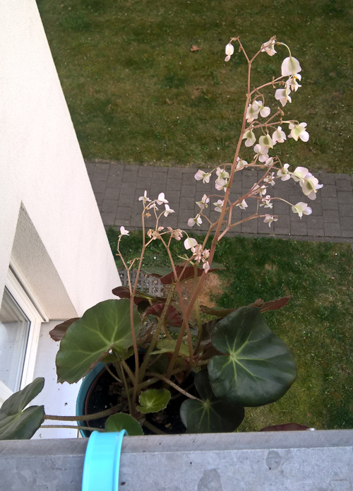 Begonia Marrom in Blüte