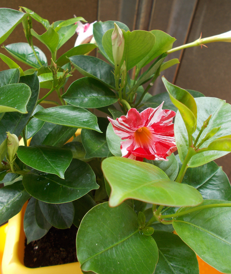 Dipladenia