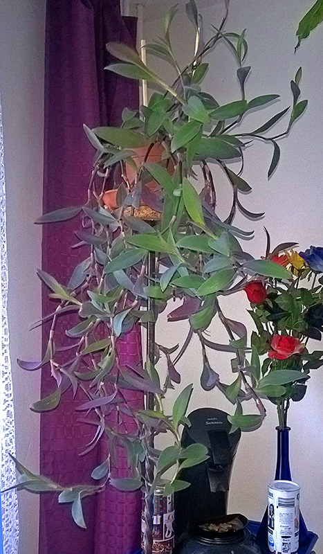 Rotblatt gross