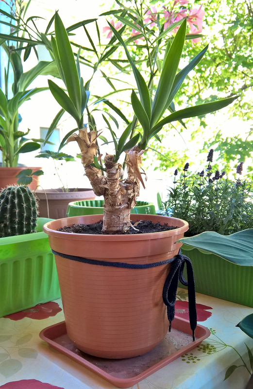 yucca entgrünt
