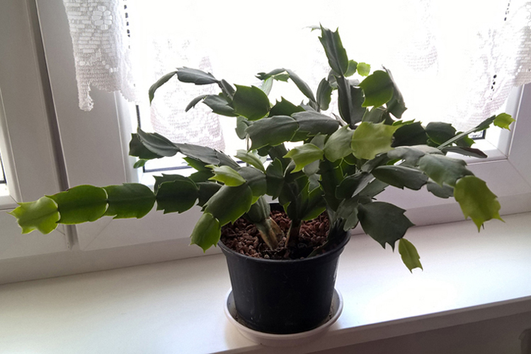 Schlumbergera