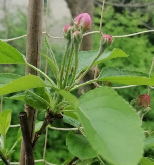 Die erste Apfelblüte 23