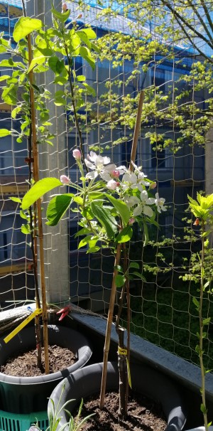 ...in voller Blüte