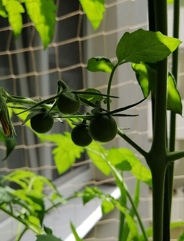 Die Fruchtstände nach der Blüte