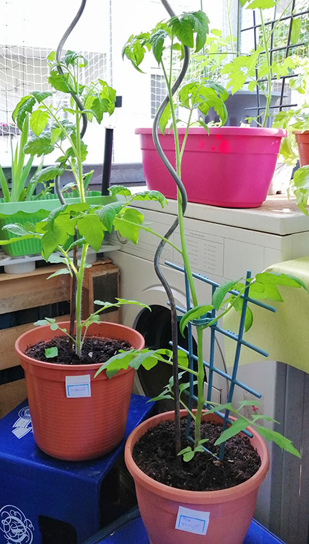 Balkon und mexikanische Honigtomate