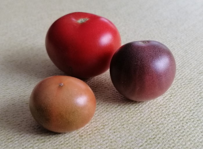 Balkontomate und Black Cherries