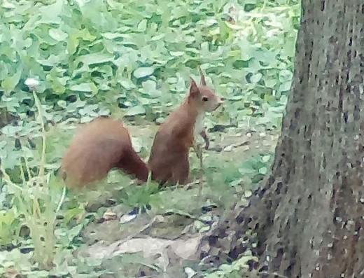 Eichhörnchen2