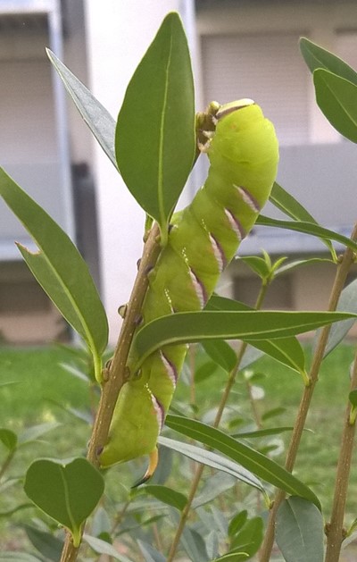 die kleine Raupe Nimmersattt