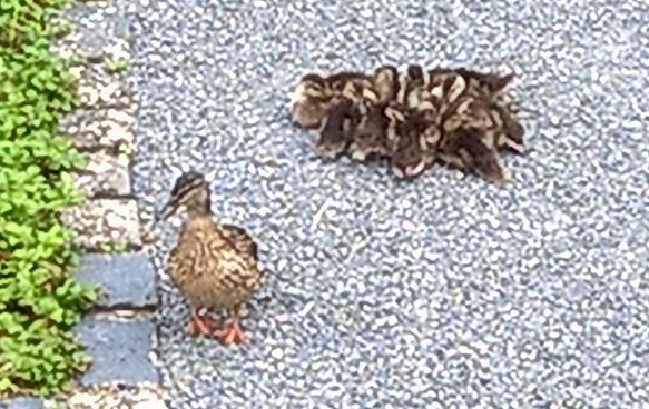 Mama und Waggerle