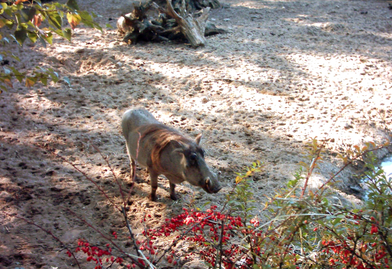 Warzenschwein