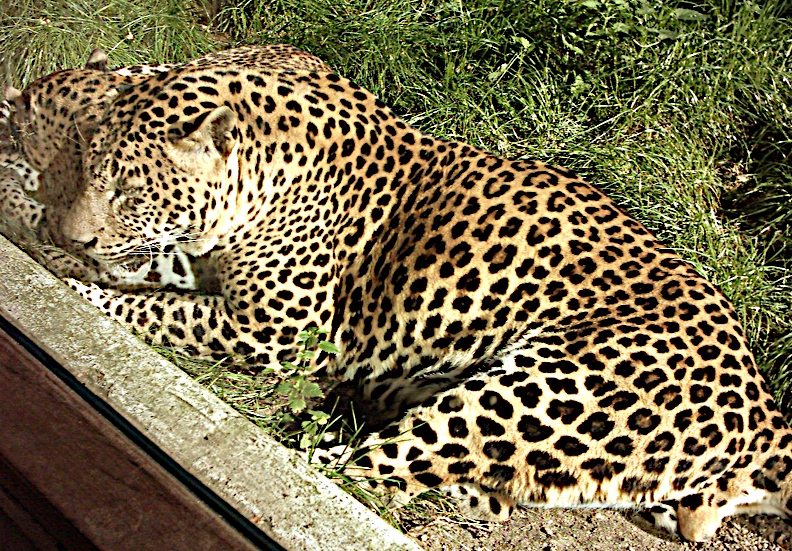 Leo