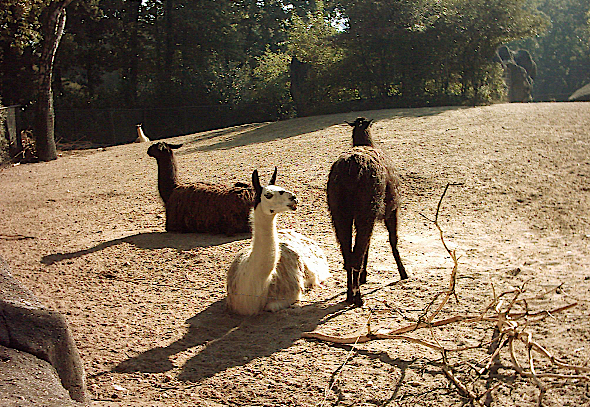 Lamas