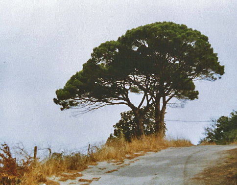 ÜsküdarBaum